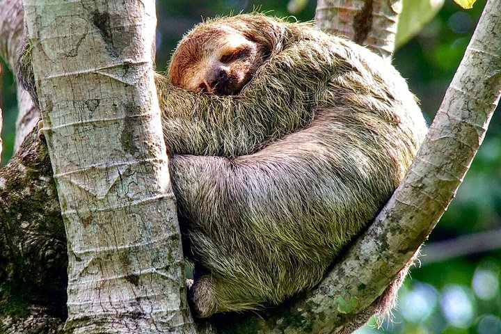 Manuel Antonio National park afternoon wildlife experience  - Photo 1 of 12